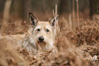 Berger de Picardie