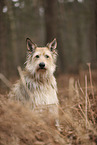 Berger de Picardie