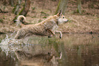Berger de Picardie