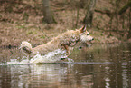Berger de Picardie