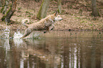 Berger de Picardie