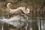 Berger de Picardie