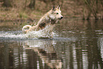 Berger de Picardie