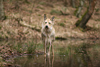 Berger de Picardie