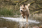 Berger de Picardie
