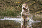 Berger de Picardie