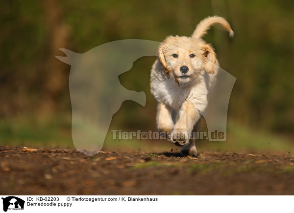 Bernedoodle Welpe / Bernedoodle puppy / KB-02203