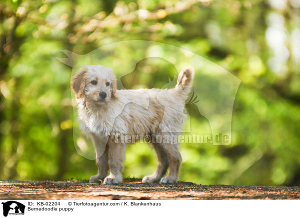 Bernedoodle puppy / KB-02204