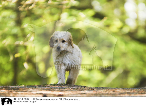 Bernedoodle puppy / KB-02807