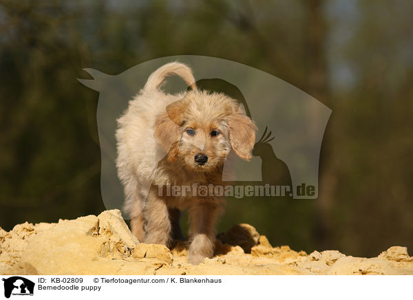 Bernedoodle Welpe / Bernedoodle puppy / KB-02809