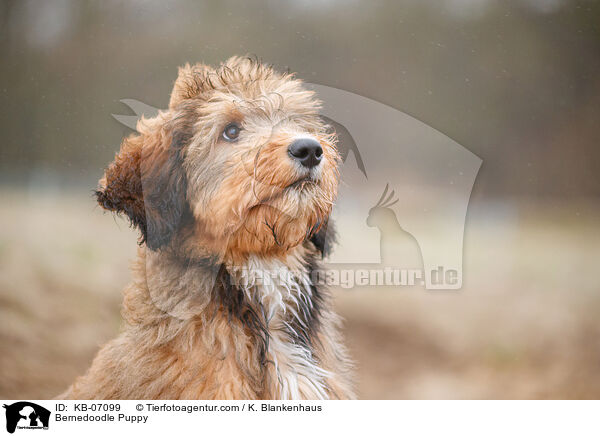 Bernedoodle Welpe / Bernedoodle Puppy / KB-07099