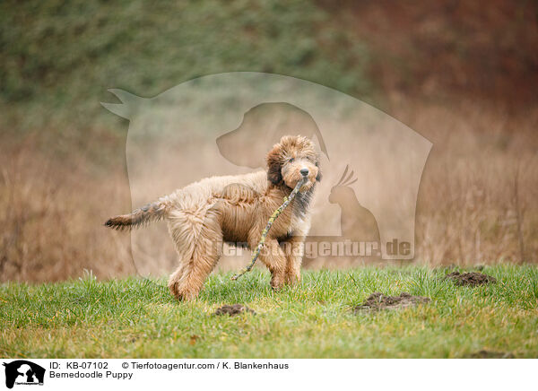 Bernedoodle Puppy / KB-07102