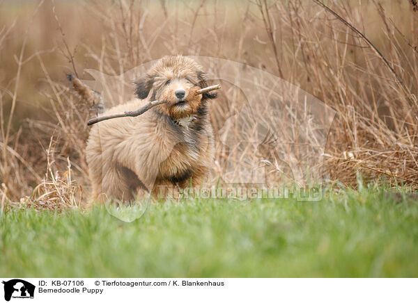 Bernedoodle Welpe / Bernedoodle Puppy / KB-07106