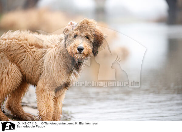 Bernedoodle Welpe / Bernedoodle Puppy / KB-07110