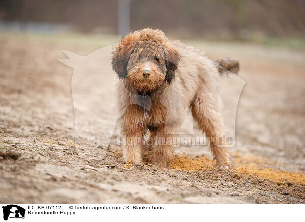Bernedoodle Puppy / KB-07112