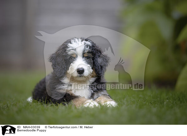 Bernedoodle Welpe / Bernedoodle Puppy / MAH-03039