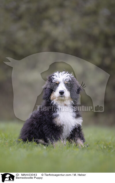 Bernedoodle Puppy / MAH-03043