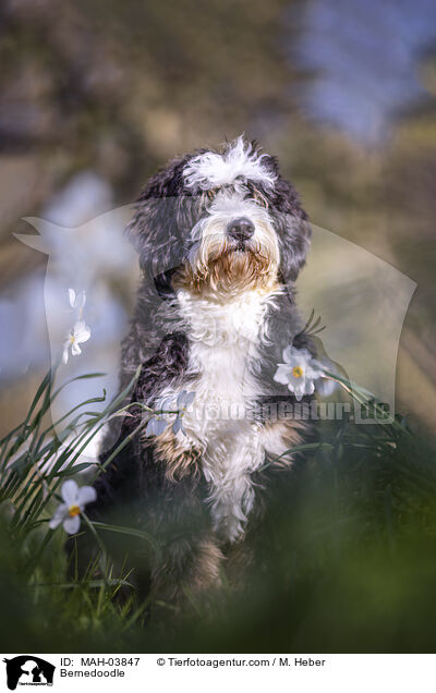 Bernedoodle / MAH-03847