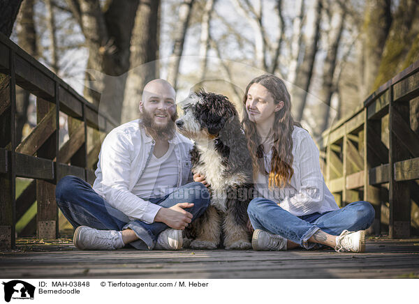 Bernedoodle / Bernedoodle / MAH-03848