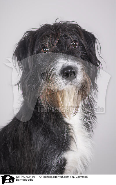 Bernedoodle / Bernedoodle / NC-03410
