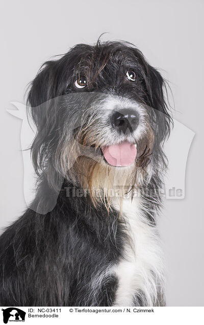 Bernedoodle / Bernedoodle / NC-03411