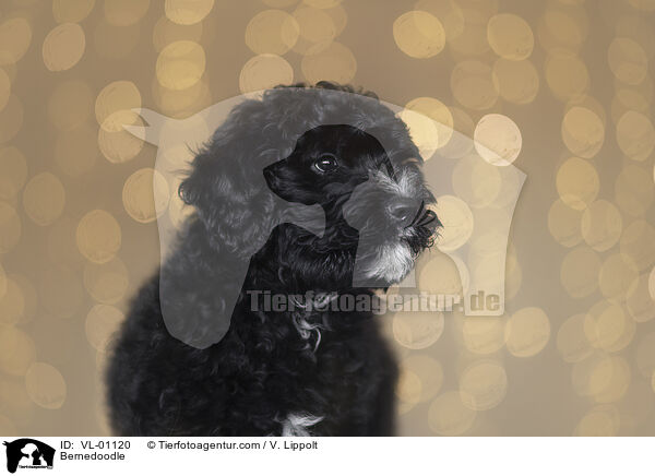 Bernedoodle / Bernedoodle / VL-01120