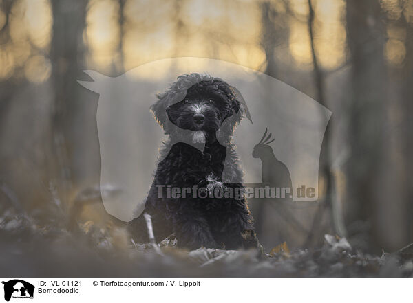 Bernedoodle / Bernedoodle / VL-01121