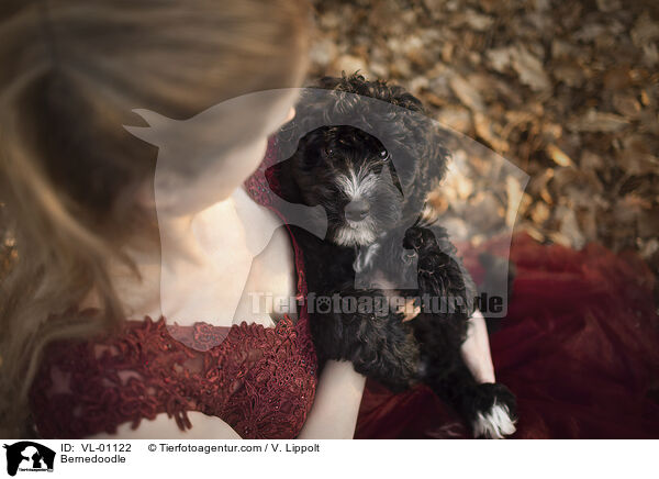Bernedoodle / Bernedoodle / VL-01122