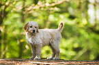 Bernedoodle puppy