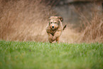 Bernedoodle Puppy