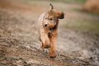 Bernedoodle Puppy