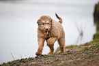 Bernedoodle Puppy