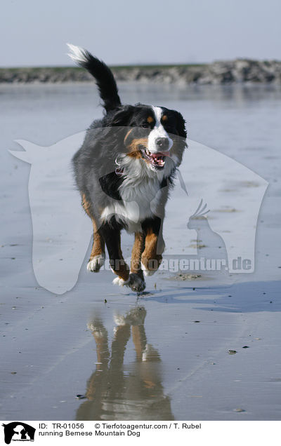 running Bernese Mountain Dog / TR-01056