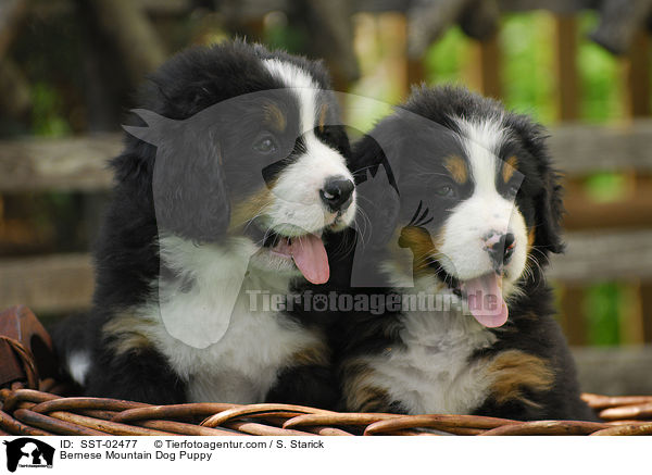 Berner Sennenhund Welpe / Bernese Mountain Dog Puppy / SST-02477