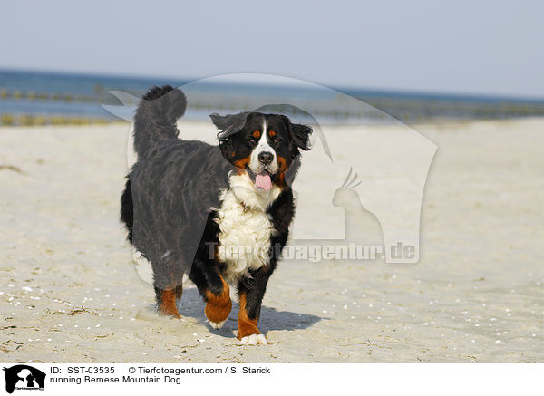 running Bernese Mountain Dog / SST-03535