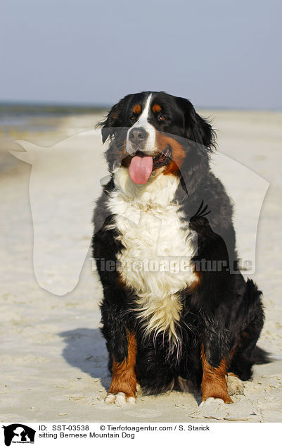 sitzender Berner Sennenhund / sitting Bernese Mountain Dog / SST-03538