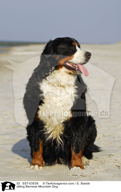 sitzender Berner Sennenhund / sitting Bernese Mountain Dog / SST-03539