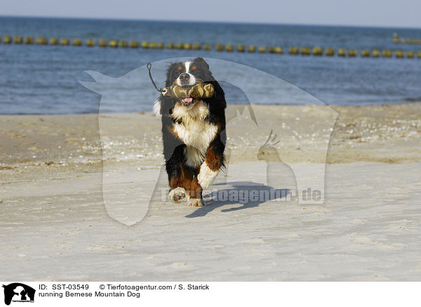 rennender Berner Sennenhund / running Bernese Mountain Dog / SST-03549