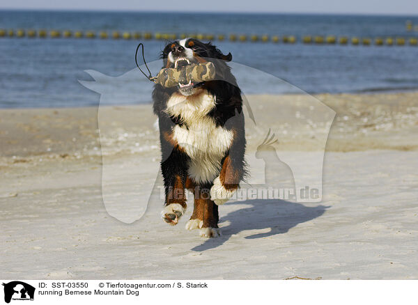 running Bernese Mountain Dog / SST-03550