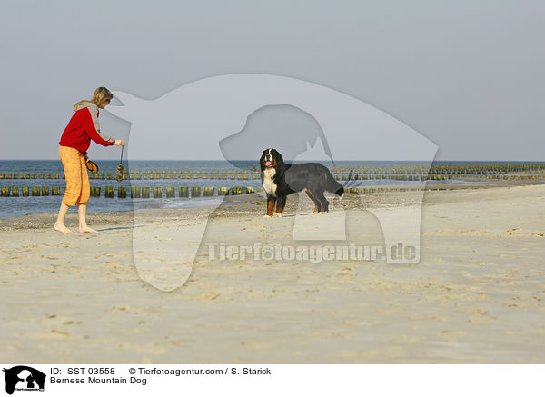 Bernese Mountain Dog / SST-03558