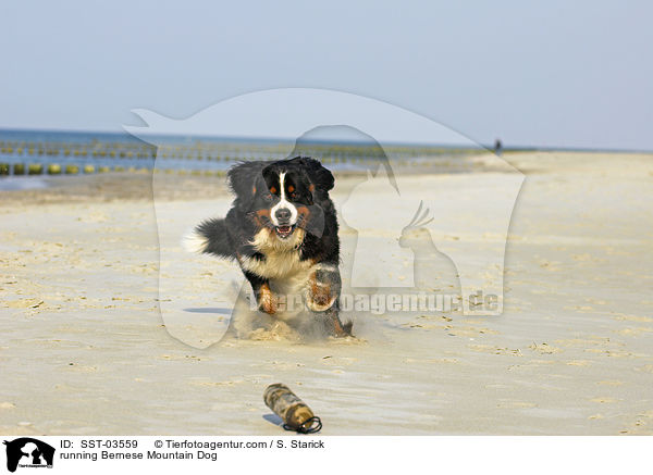 running Bernese Mountain Dog / SST-03559