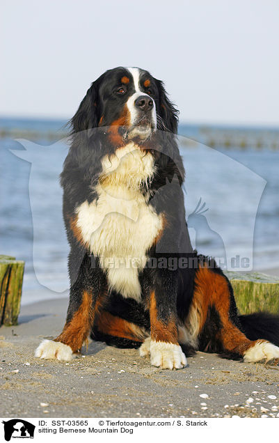 sitzender Berner Sennenhund / sitting Bernese Mountain Dog / SST-03565