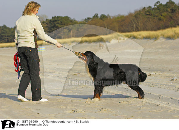 Berner Sennenhund Portrait / Bernese Mountain Dog / SST-03590