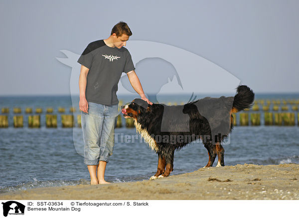 Berner Sennenhund Portrait / Bernese Mountain Dog / SST-03634