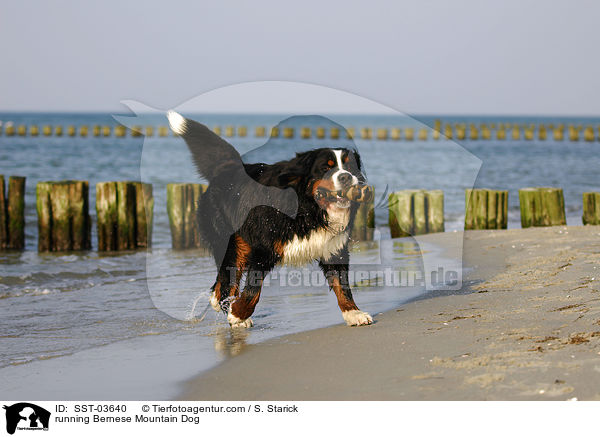 running Bernese Mountain Dog / SST-03640