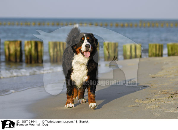 Bernese Mountain Dog / SST-03641