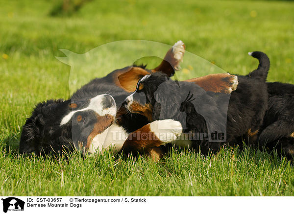 Bernese Mountain Dogs / SST-03657