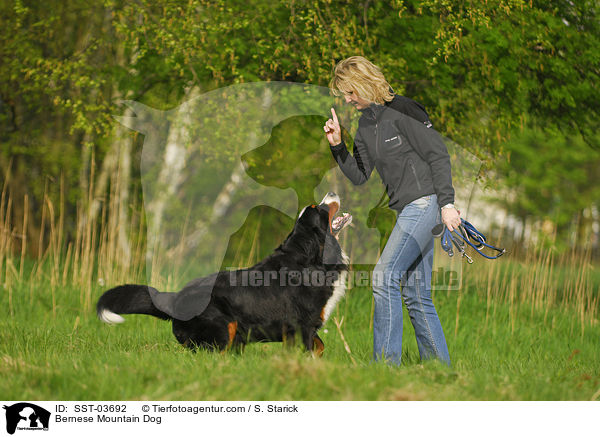 Berner Sennenhund / Bernese Mountain Dog / SST-03692