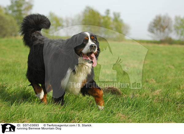 running Bernese Mountain Dog / SST-03693