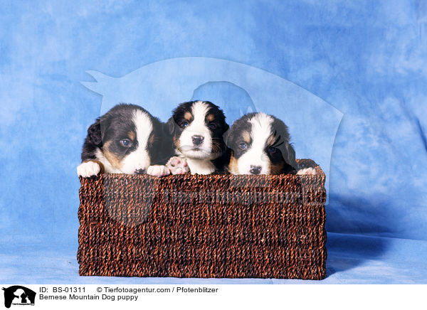 Bernese Mountain Dog puppy / BS-01311